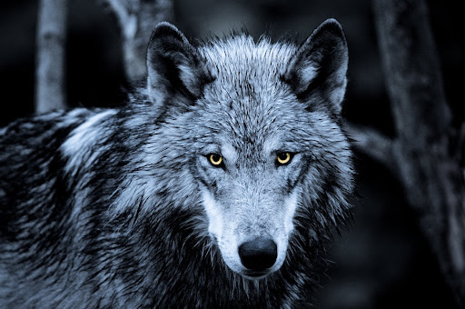 stare profitamd loss starement ro loncome statement